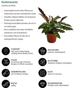 Korbmarante - Calathea lancifolia