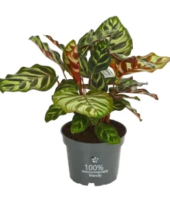 Korbmarante - Calathea makoyana