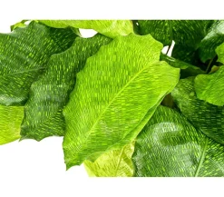 Korbmarante - Calathea mosaica