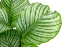 Korbmarante - Calathea orbifolia