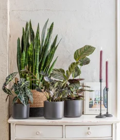 Korbmarante - Calathea ornata