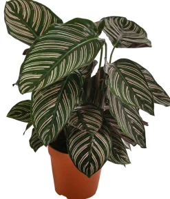 Korbmarante - Calathea ornata