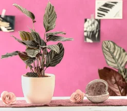 Korbmarante - Calathea ornata