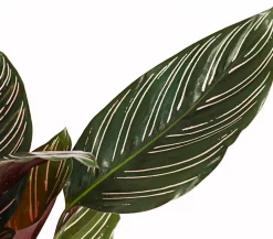 Korbmarante - Calathea ornata