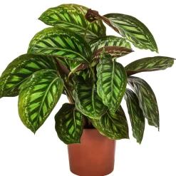 Korbmarante - Calathea roseopicta 'Flamestar'