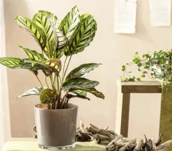 Korbmarante - Calathea roseopicta