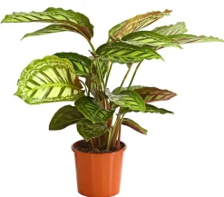 Korbmarante - Calathea roseopicta