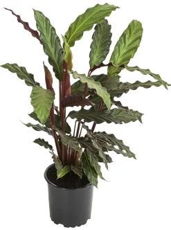 Korbmarante - Calathea rufibarba