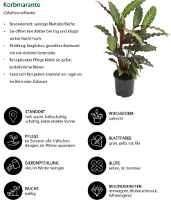 Korbmarante - Calathea rufibarba