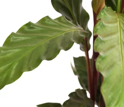 Korbmarante - Calathea rufibarba