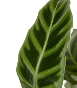 Korbmarante - Calathea zebrina