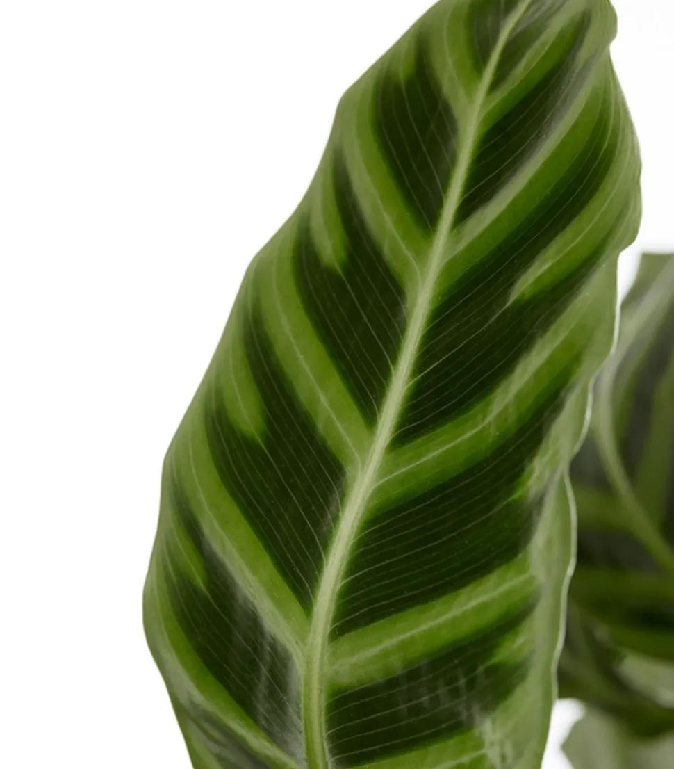 Korbmarante - Calathea zebrina