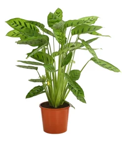 Korbmarante 'Leopardina'