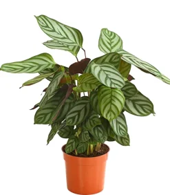 Korbmarante - Calathea cultivars, verschiedene Sorten
