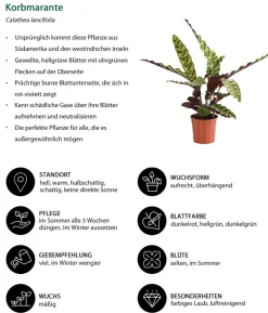 Korbmarante - Calathea lancifolia