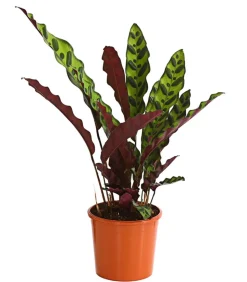 Korbmarante - Calathea lancifolia