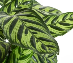 Korbmarante - Calathea makoyana