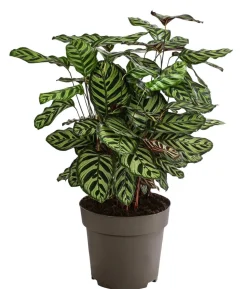 Korbmarante - Calathea makoyana
