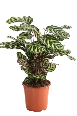Korbmarante - Calathea makoyana