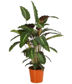 Korbmarante - Calathea 'Maui Queen'