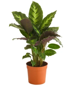 Korbmarante - Calathea 'Misto'