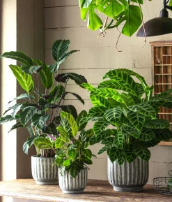 Korbmarante - Calathea 'Misto'