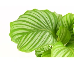 Korbmarante - Calathea orbifolia