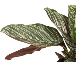 Korbmarante - Calathea ornata
