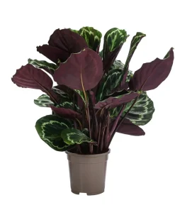 Korbmarante - Calathea roseopicta 'Medaillon'