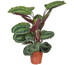 Korbmarante - Calathea roseopicta 'Medaillon'