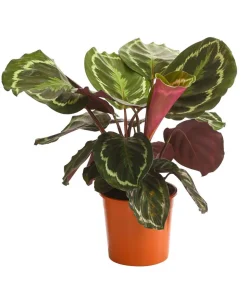 Korbmarante - Calathea roseopicta 'Medaillon'