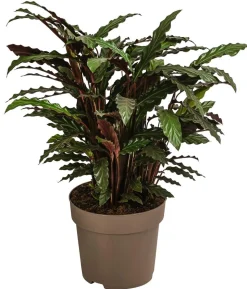 Korbmarante - Calathea rufibarba