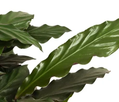 Korbmarante - Calathea rufibarba