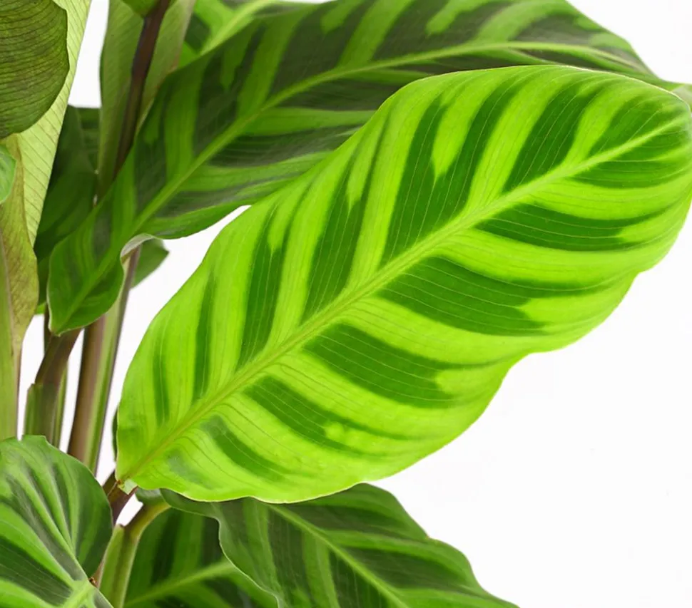 Korbmarante - Calathea zebrina