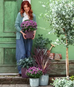 Kreuzblume 'Bibi Pink'