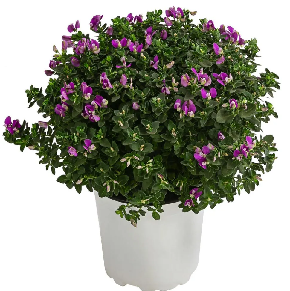 Kreuzblume 'Bibi Pink'