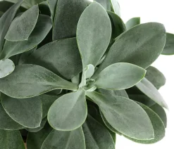 Kreuzkraut - Senecio cephalophorus