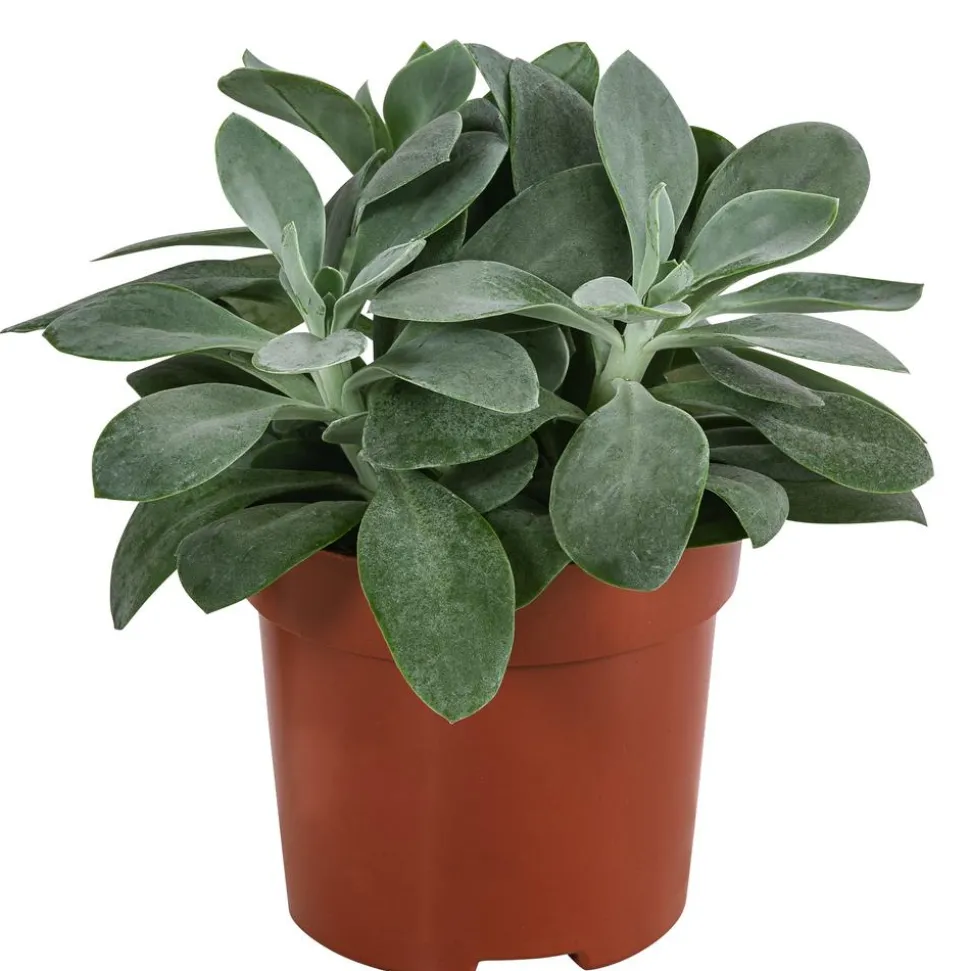 Kreuzkraut - Senecio cephalophorus
