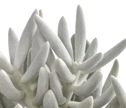 Kreuzkraut - Senecio 'Mont Blanc'