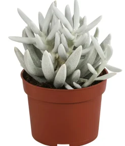 Kreuzkraut - Senecio 'Mont Blanc'
