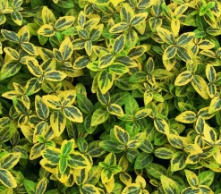 Kriech-Spindelstrauch 'Emerald'n Gold'
