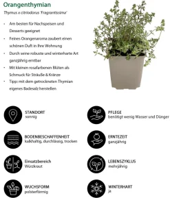 Kräuter-Set Dufterlebnis, 6-teilig
