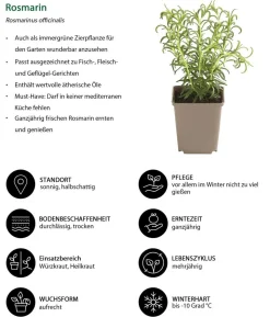Kräuter-Set Dufterlebnis, 6-teilig