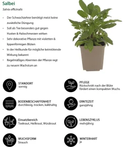 Kräuter-Set Dufterlebnis, 6-teilig