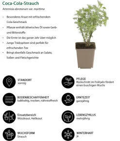 Kräuter-Set Dufterlebnis, 6-teilig