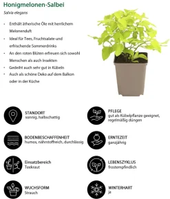 Kräuter-Set Bienenkräuter, 6-teilig