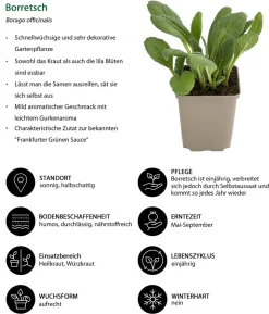 Kräuter-Set Bienenkräuter, 6-teilig