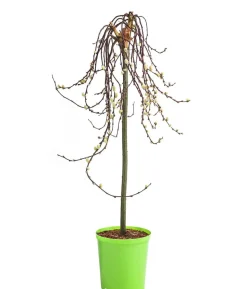Kätzchen-Weide 'Curly Locks', Stamm