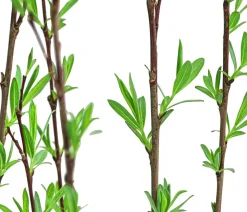 Kugelweide 'Nana'