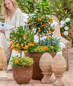 Kumquat